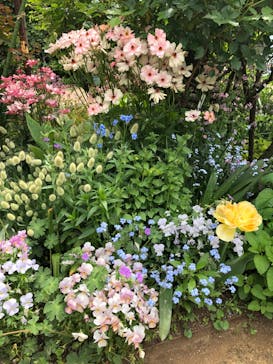 横浜イングリッシュガーデンに投稿された画像（2024/4/22）