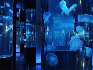 DMMかりゆし水族館に投稿された画像（2024/4/22）