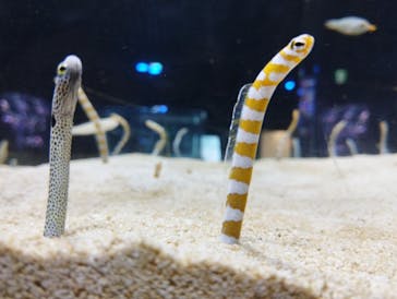DMMかりゆし水族館に投稿された画像（2024/4/22）