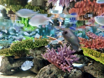 DMMかりゆし水族館に投稿された画像（2024/4/22）