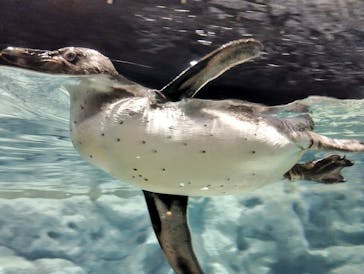 DMMかりゆし水族館に投稿された画像（2024/4/22）