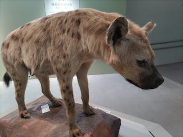 特別展「大哺乳類展３－わけてつなげて大行進」に投稿された画像（2024/4/23）