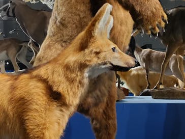 特別展「大哺乳類展３－わけてつなげて大行進」に投稿された画像（2024/4/23）