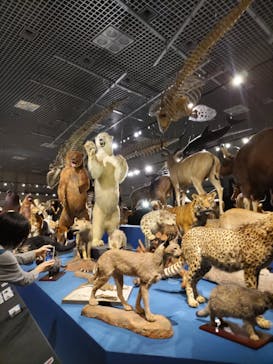 特別展「大哺乳類展３－わけてつなげて大行進」に投稿された画像（2024/4/23）
