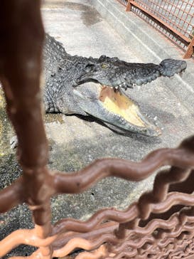 熱川バナナワニ園に投稿された画像（2024/4/23）