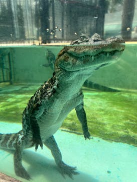 熱川バナナワニ園に投稿された画像（2024/4/23）