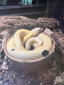 体感型動物園iZooに投稿された画像（2024/4/23）