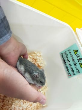 いきもの探検隊上尾に投稿された画像（2024/4/23）