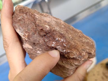 オダイバ恐竜博覧会2024 -福井から“ヤツラ”が新幹線でやってくる！-に投稿された画像（2024/4/23）