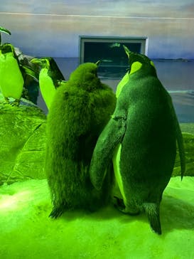 島根県立 しまね海洋館に投稿された画像（2024/4/23）