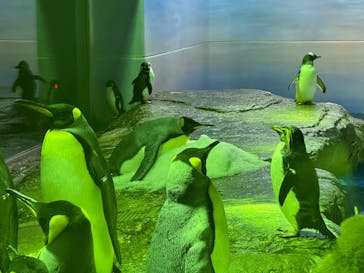 島根県立 しまね海洋館に投稿された画像（2024/4/23）