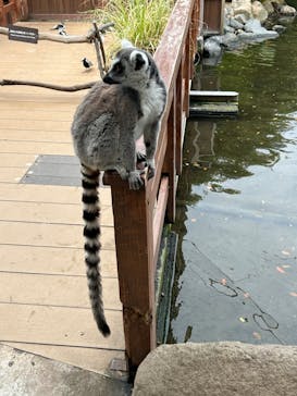 神戸どうぶつ王国に投稿された画像（2024/4/23）