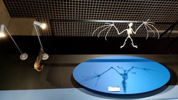 特別展「大哺乳類展３－わけてつなげて大行進」に投稿された画像（2024/4/23）