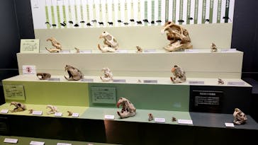 特別展「大哺乳類展３－わけてつなげて大行進」に投稿された画像（2024/4/23）