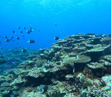 石垣島 ADVENTURE PiPi（イシガキジマアドベンチャーピピ）に投稿された画像（2024/4/23）