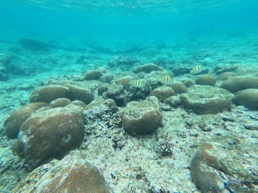 石垣島 ADVENTURE PiPi（イシガキジマアドベンチャーピピ）に投稿された画像（2024/4/23）