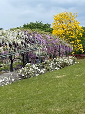 浜名湖花博2024に投稿された画像（2024/4/23）