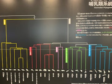特別展「大哺乳類展３－わけてつなげて大行進」に投稿された画像（2024/4/23）