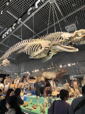 特別展「大哺乳類展３－わけてつなげて大行進」に投稿された画像（2024/4/23）