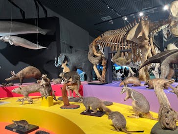 特別展「大哺乳類展３－わけてつなげて大行進」に投稿された画像（2024/4/23）