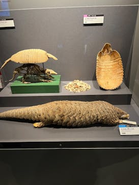 特別展「大哺乳類展３－わけてつなげて大行進」に投稿された画像（2024/4/23）