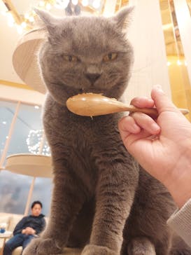 猫カフェモカ　イオンモール幕張新都心店に投稿された画像（2024/4/23）