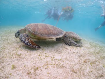 宮古島マリンショップSmileyに投稿された画像（2024/4/23）