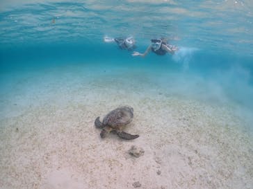 宮古島マリンショップSmileyに投稿された画像（2024/4/23）