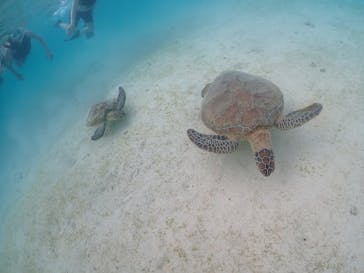 宮古島マリンショップSmileyに投稿された画像（2024/4/23）