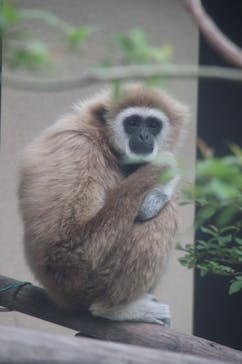 東武動物公園に投稿された画像（2024/4/23）
