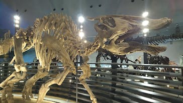 福井県立恐竜博物館に投稿された画像（2024/4/23）