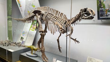 福井県立恐竜博物館に投稿された画像（2024/4/23）