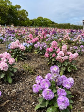 浜名湖花博2024に投稿された画像（2024/4/23）