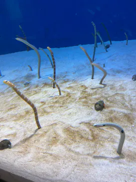 仙台うみの杜水族館に投稿された画像（2024/4/23）