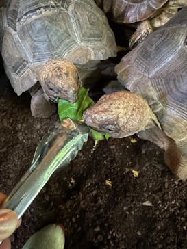 体感型動物園iZooに投稿された画像（2024/4/23）