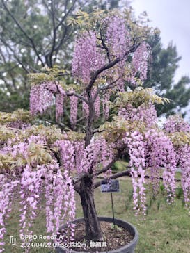 浜名湖花博2024に投稿された画像（2024/4/24）