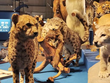 特別展「大哺乳類展３－わけてつなげて大行進」に投稿された画像（2024/4/24）