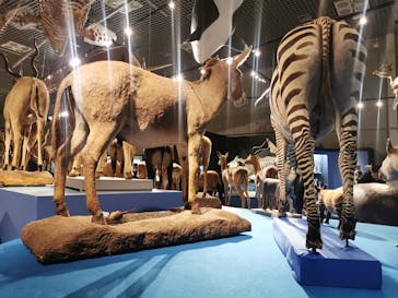 特別展「大哺乳類展３－わけてつなげて大行進」に投稿された画像（2024/4/24）