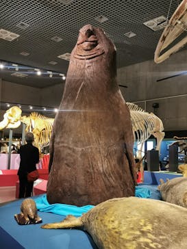 特別展「大哺乳類展３－わけてつなげて大行進」に投稿された画像（2024/4/24）