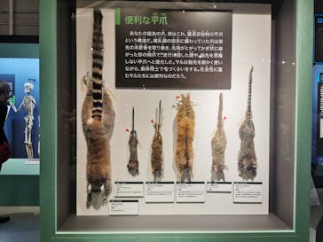 特別展「大哺乳類展３－わけてつなげて大行進」に投稿された画像（2024/4/24）