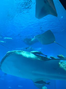 沖縄美ら海水族館に投稿された画像（2024/4/24）