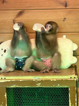 おさるランド＆アニタウン　日光さる軍団劇場に投稿された画像（2024/4/24）