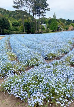 淡路ファームパーク イングランドの丘に投稿された画像（2024/4/24）