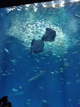 アクアワールド茨城県大洗水族館に投稿された画像（2024/4/24）