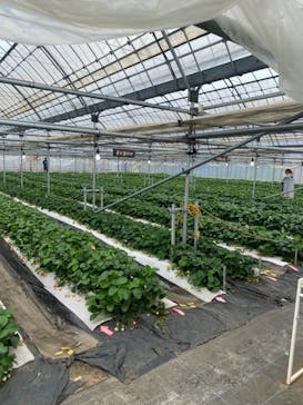 ICHIGOHOUSE.MITAKAに投稿された画像（2024/4/24）