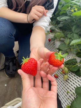 ICHIGOHOUSE.MITAKAに投稿された画像（2024/4/24）