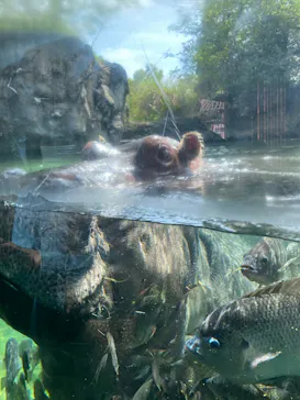 天王寺動物園に投稿された画像（2024/4/24）