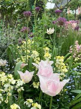 浜名湖花博2024に投稿された画像（2024/4/24）