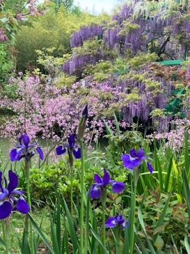 浜名湖花博2024に投稿された画像（2024/4/24）