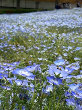 浜名湖花博2024に投稿された画像（2024/4/24）